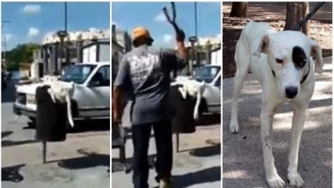 VIDEO: Sujeto le corta la cola a perro que buscaba comida en Puebla