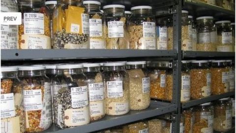 Bancos de semillas, una estrategia para la conservación de plantas