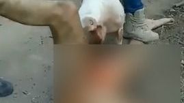 VIDEO: Brutal castigo a presunto violador, perro come sus genitales