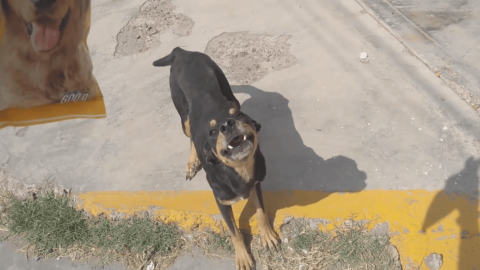 VIDEO: Reacción de un perro al recibir croquetas