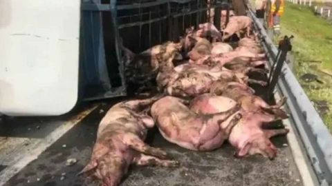 20 cerdos muertos tras accidente vehicular