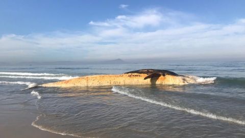 Reportan varamiento de ballena en  playa de Ensenada