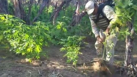 VIDEOS: Destruyen plantío de marihuana en Ensenada