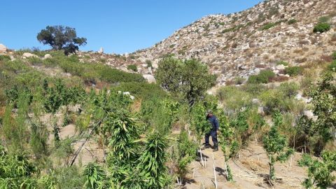 Destruyen marihuana en el Valle