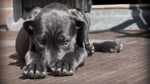 Fiscalía investiga envenenamiento masivo de perros en Veracruz