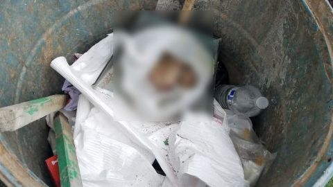 Tiran restos humanos junto a alberca del exclusivo New City