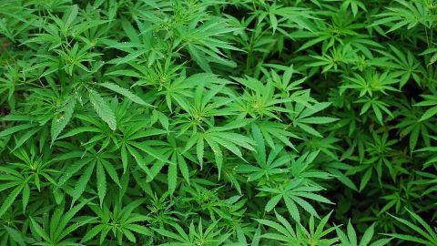 Morena va porque el Estado compre y venda cannabis