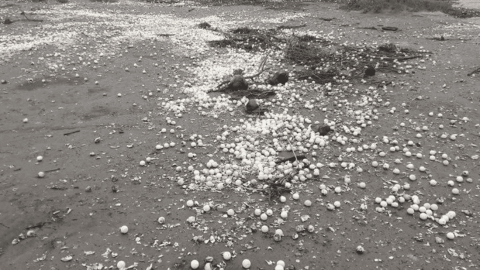 ''Narda'' destruyó casi 9 millones de huevos de tortuga en Oaxaca, reportan