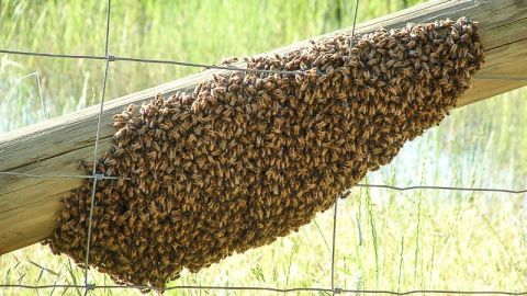 Enjambre de abejas ataca a hombre; muere horas más tarde