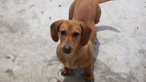 Detienen a joven por arrojar a perro salchicha desde quinto piso