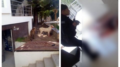 VIDEO: Tigre y León devoran a presunto ladrón 😰