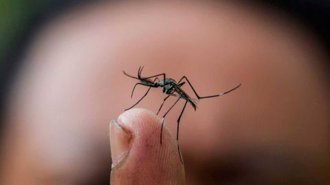 Niño de 7 años es la víctima 26 del dengue en Nicaragua, que mantiene alerta