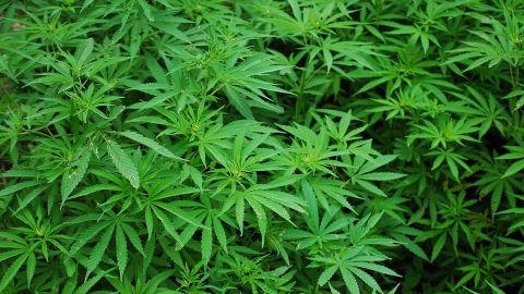 Avanza legalización de marihuana en Senado