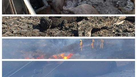 FOTOS: Desolador panorama deja el paso de los incendios | Mueren animales