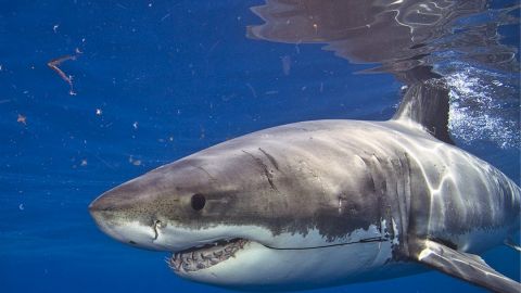 FOTO: Algo mordió a un tiburón blanco, las mordida son de un animal más grande