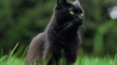 FOTO: Hieren a gatito con una flecha en la espalda