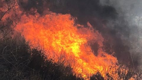 VIDEO: Cuatro incendios forestales activos en Ensenada