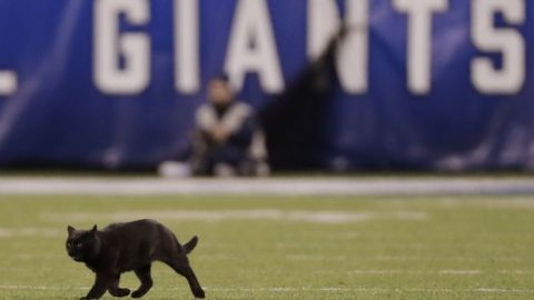 Gato negro interrumpe partido de la NFL