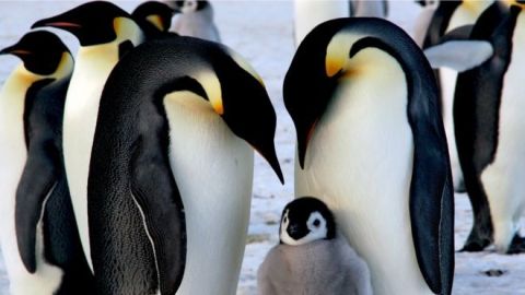 El calentamiento global amenaza con extinguir a los pingüinos emperador