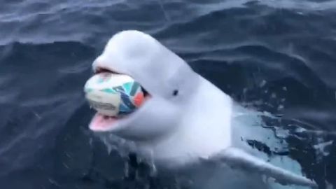 VIDEO: Captan a una ballena beluga jugar con balón de un marinero