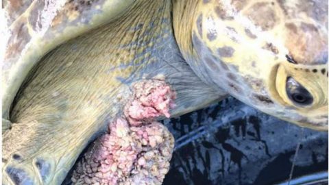 Hallan dos tortugas con tumores enormes en costas de Sinaloa