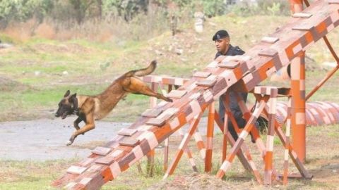 Perros policías, arma contra drogas y explosivos en CDMX