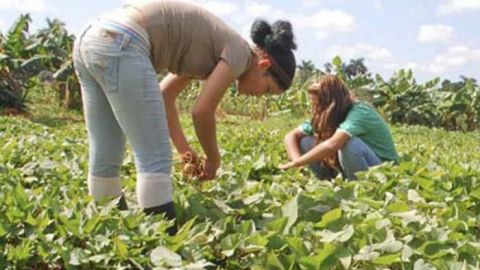 Mueren mujeres jornaleras en San Quintín por agroquímicos