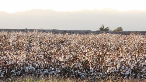 Contingencia financiera en el campo de Baja California