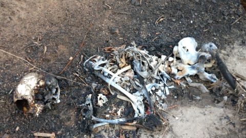 Encuentran osamenta atrás de Las Delicias