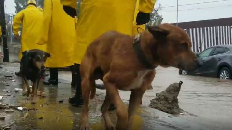 VIDEO: Rescatan a unos perritos debido a las lluvias que azotan Tijuana