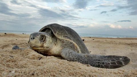 Reportan muerte masiva de tortugas marinas en Tamaulipas