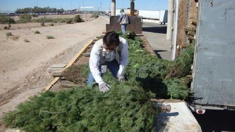 Profepa rechaza más de 4 mil árboles de Navidad por tener plaga