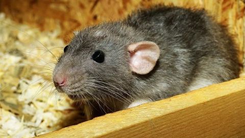 FOTO: Ratas le comen el rostro a bebé | Sus padres la dejaron sola