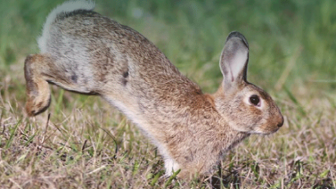 Declaran al conejo de monte como especie en peligro de extinción 😥