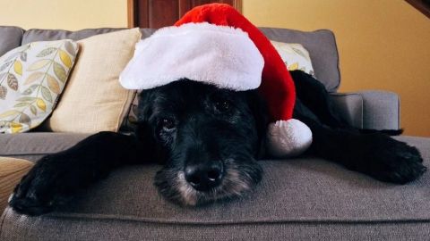 Tips para cuidar de tu mascota en fiestas decembrinas