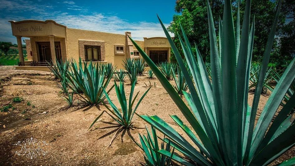 Los agaves mexicanos en peligro de extinción