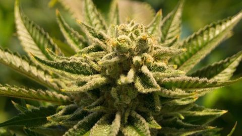 Drogas sintéticas desbancan a la Marihuana: Sedena