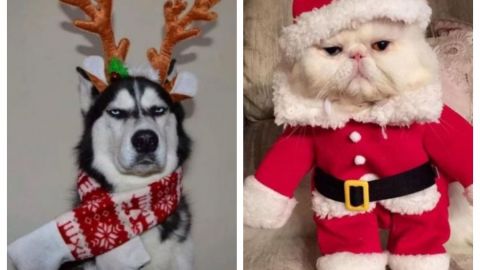 10 divertidos disfraces navideños para mascotas