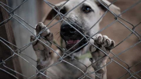 FOTOS: Mascotas que han sido abandonadas disfrutan de Banquete Navideño 🎄