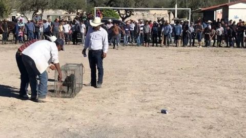 Concursan para atrapar un jabalí en fiesta de XV años en Tamaulipas