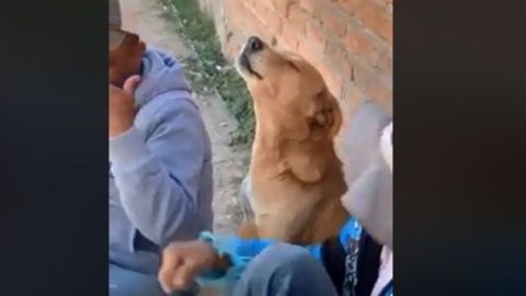 VIDEO: Perrito ''canta'' canción de Los Temerarios e impresiona a internautas