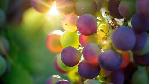 Estos son los beneficios de las uvas