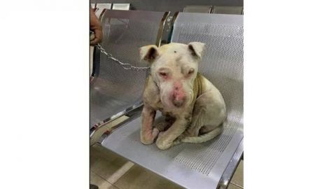 Queda en libertad sujeto que quemó a la pitbull ''Lala''