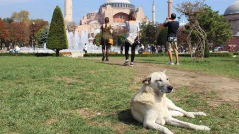 Perros y gatos callejeros: las mascotas colectivas en Estambul