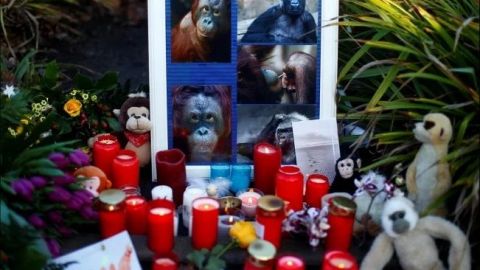 Incendio por pirotecnia en zoo de Alemania causó la muerte de decenas de monos