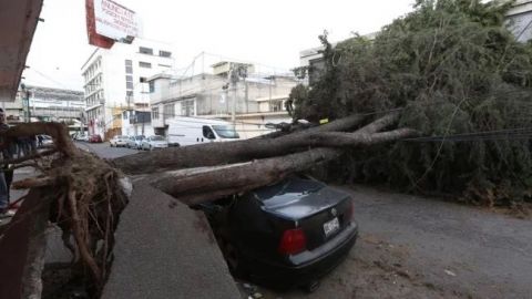 Ráfagas de viento derriban 12 árboles en Valle de Toluca