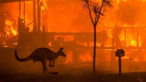 VIDEO: Australia convertida en un infierno | Canguros huyen de las llamas