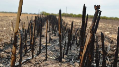 Medidas estrictas contra quemas agrícolas en Mexicali