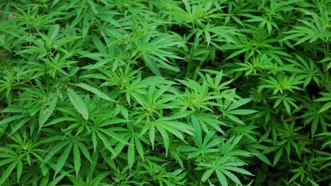 Podrán portar hasta 200 gramos de marihuana