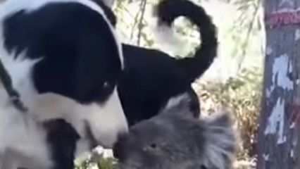 VIDEO: Australia, perro comparte su agua con un Koala afectado por los incendios